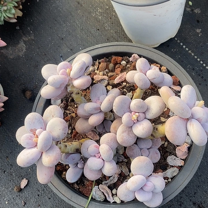 多肉植物肉肉肉肉