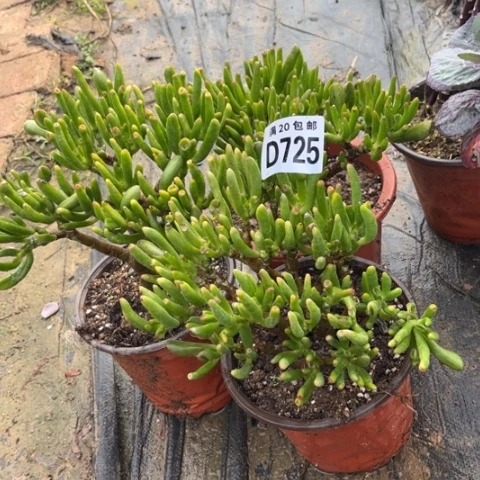 大****克725吸才树不包断枝