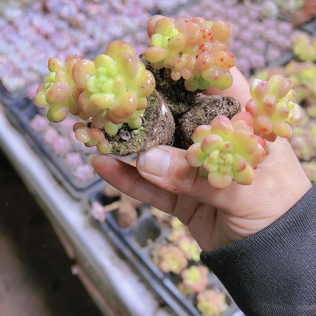 香格里拉苗3个19包邮