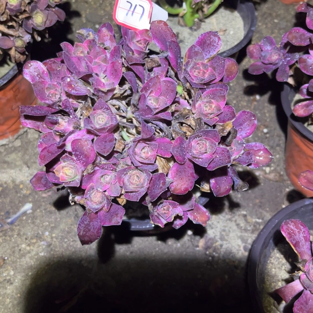717多肉植物魅金玫瑰锦