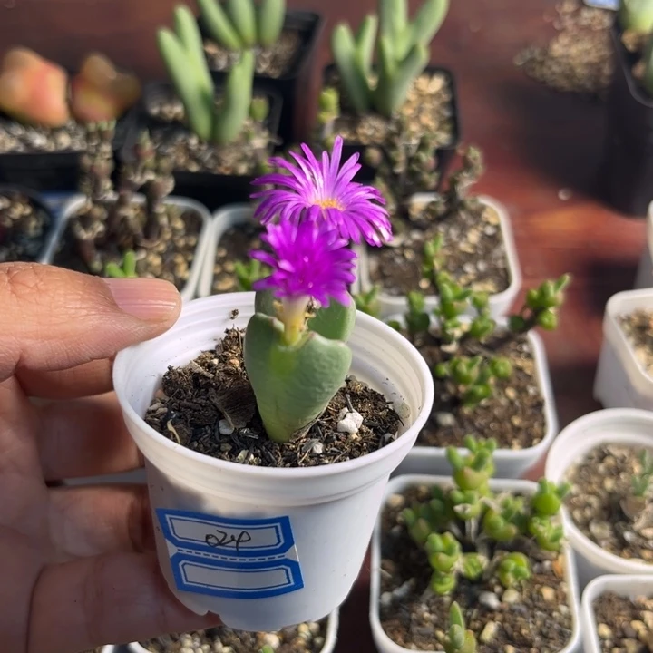 024 紫花少将多肉植物