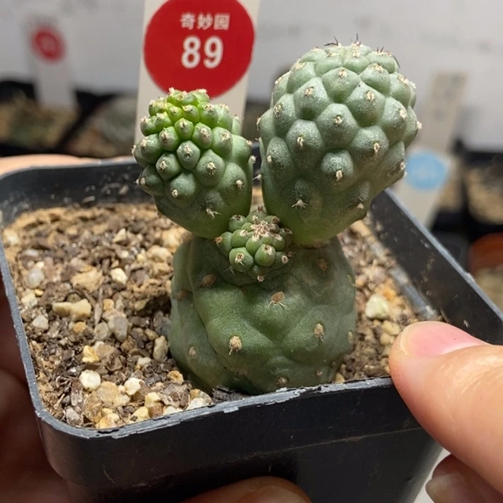 自根四头习志野一棵群一颗