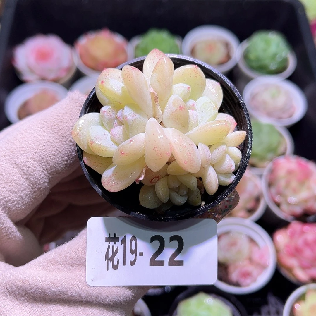 花利美19-22冰玉群