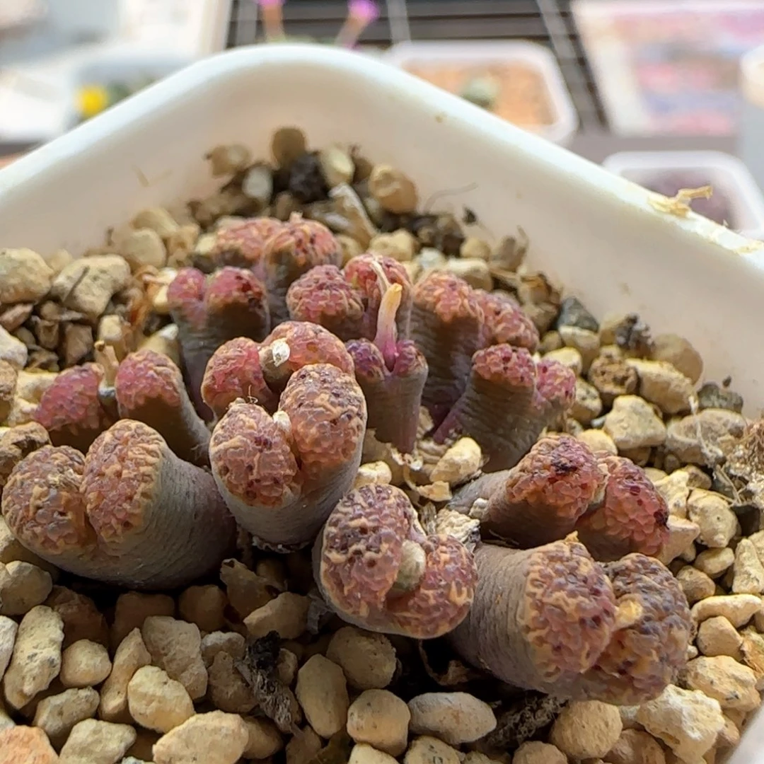 6246 大白多肉植物园