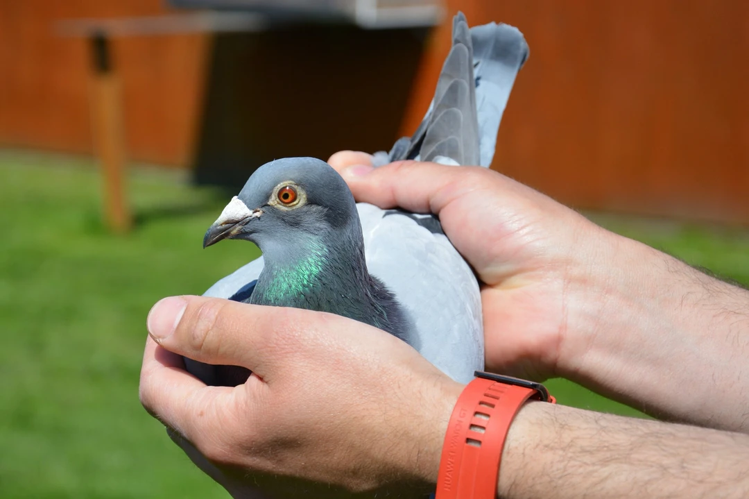 甄选品种信鸽赛鸽宠物适用可飞1000公里