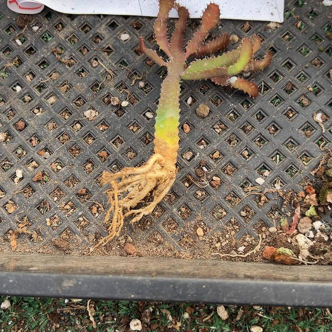 飞龙大戟，一物一拍