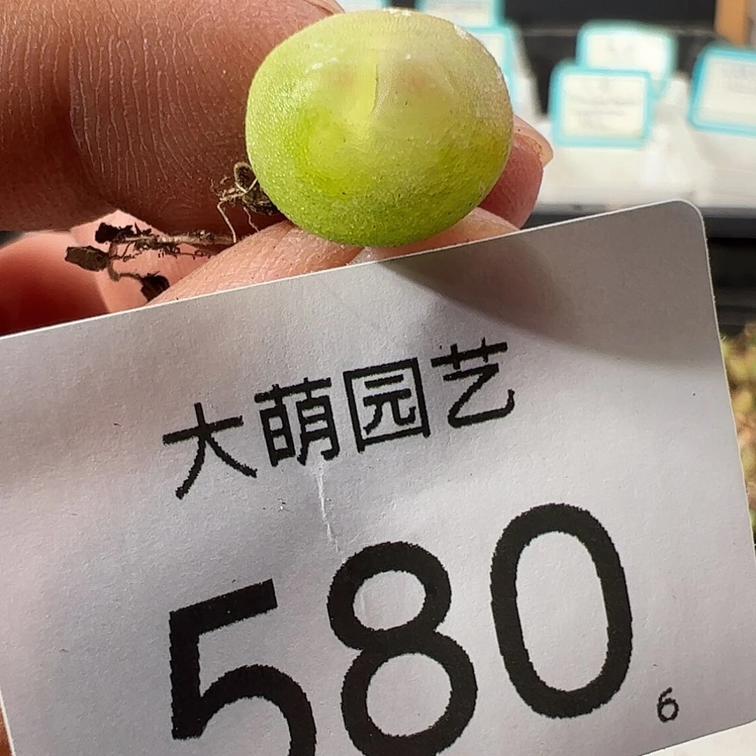 0000580 一物一拍……