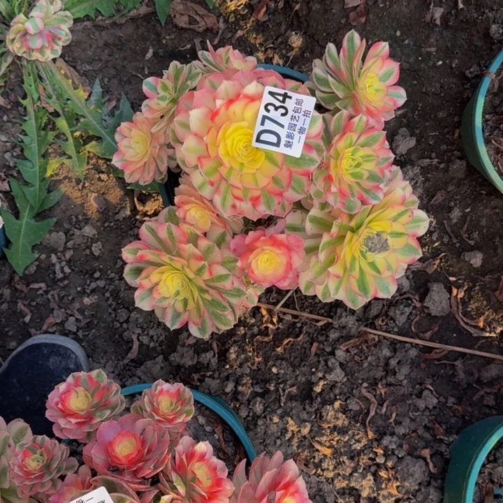 海神花30-40包邮花花