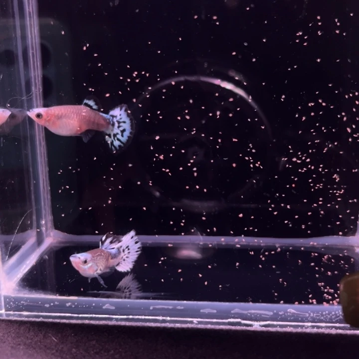 孔雀鱼蛇纹蓝帽1对