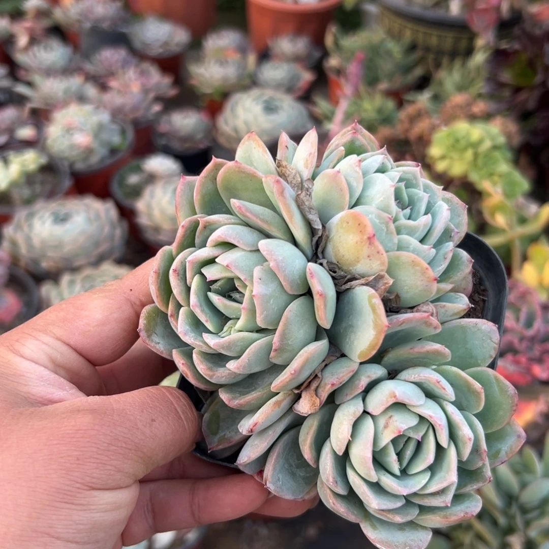 港*多肉植物多肉植物