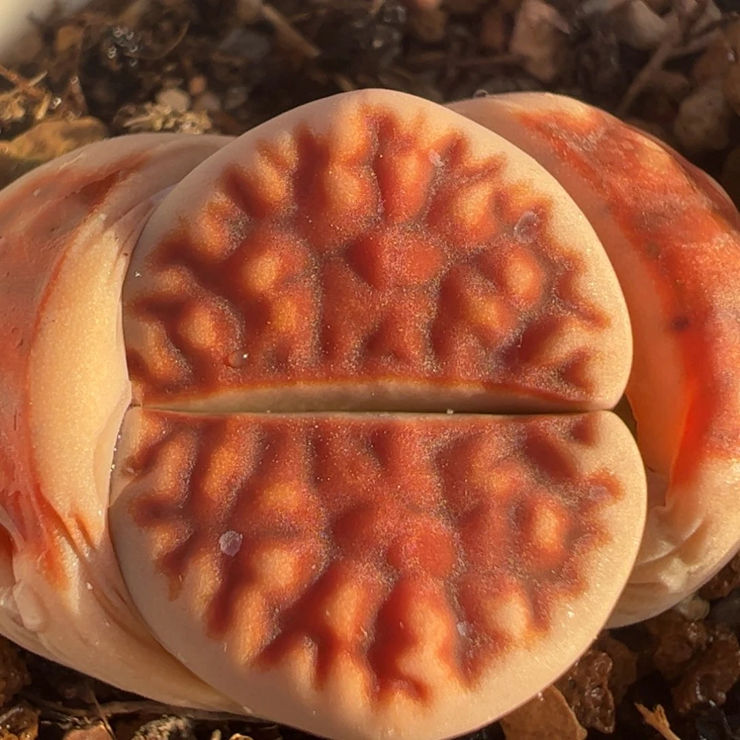 福利多肉植物38包邮