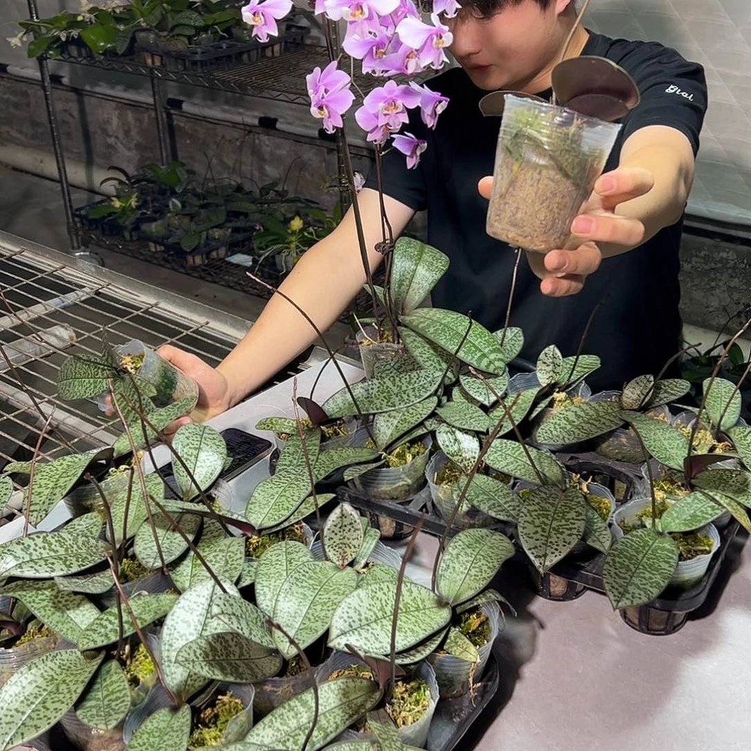 完全开放TKB交玫瑰香2.8寸杯少根