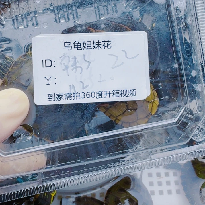 *****宠物龟母222222222222