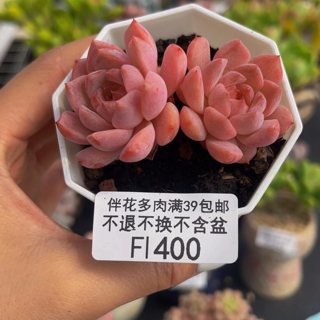 400-冰魄多肉4cmm