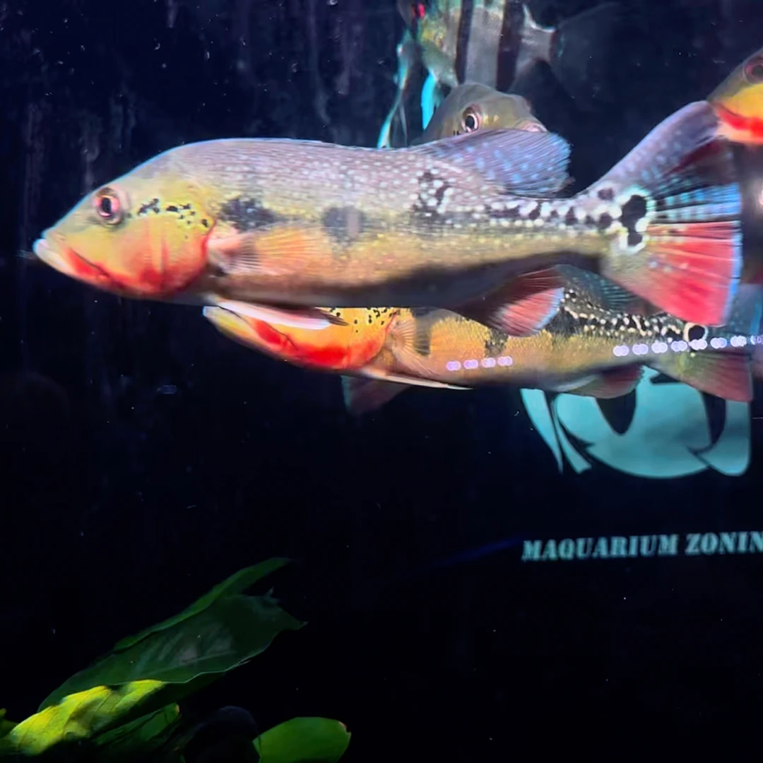 圣贝内托流域FOGO火焰三间，22-24cm水滴纹，红透全身，SF包损包邮