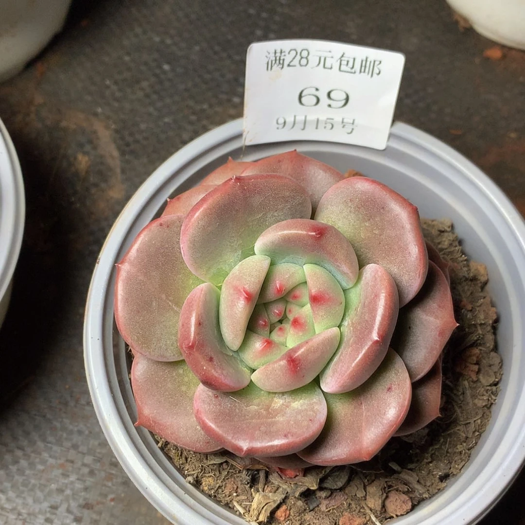 【闪购商品】云69号