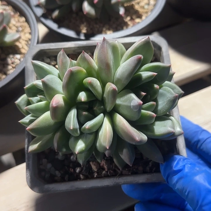 绿城群生五十包邮老桩