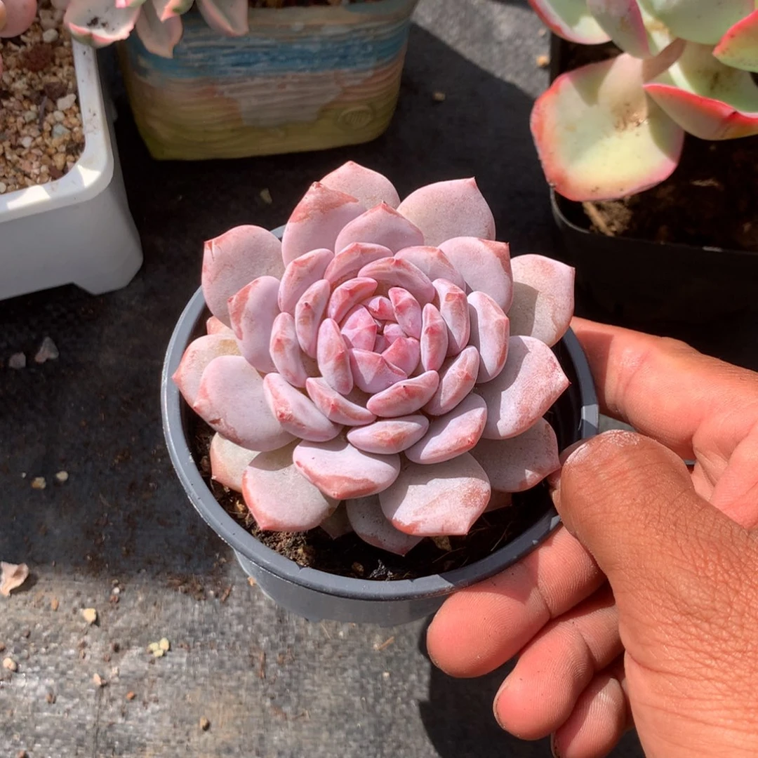 我们的爱豆真的有好多