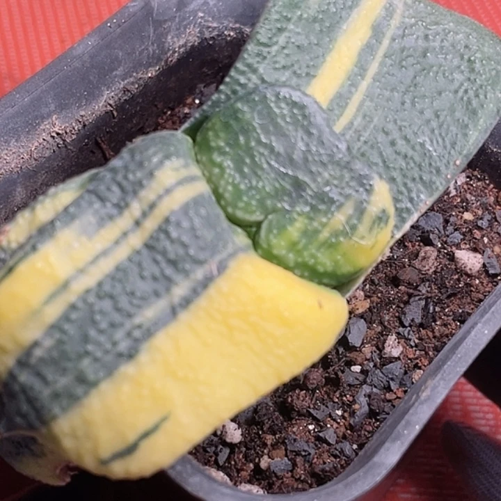 实生卧牛锦一物一拍1号