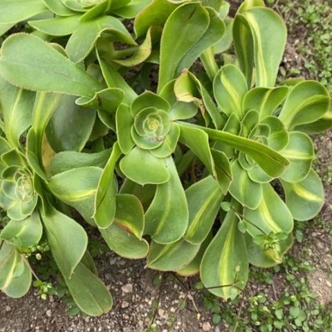 软****哥205暴君群满25包邮多肉