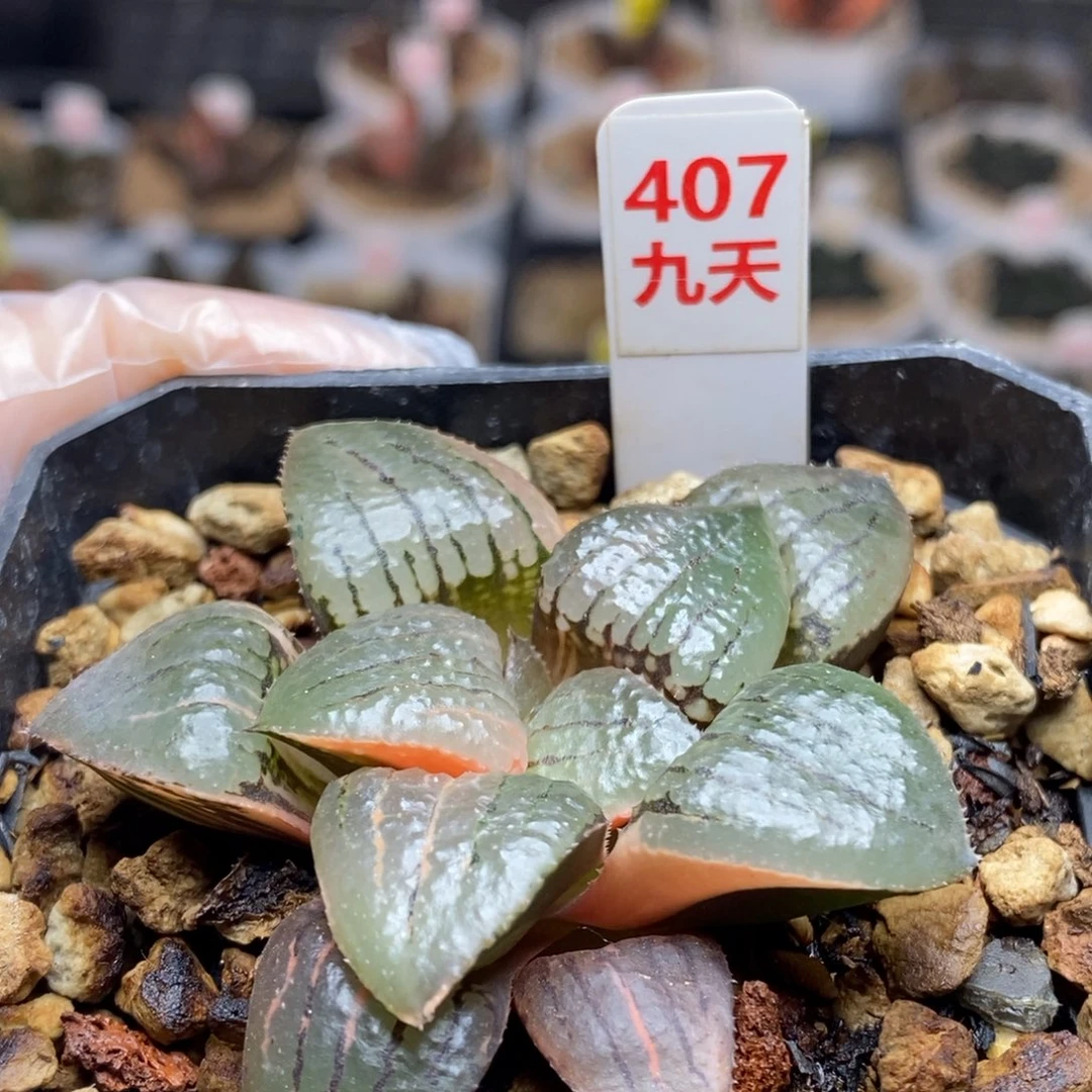 407号亲指姬锦多肉