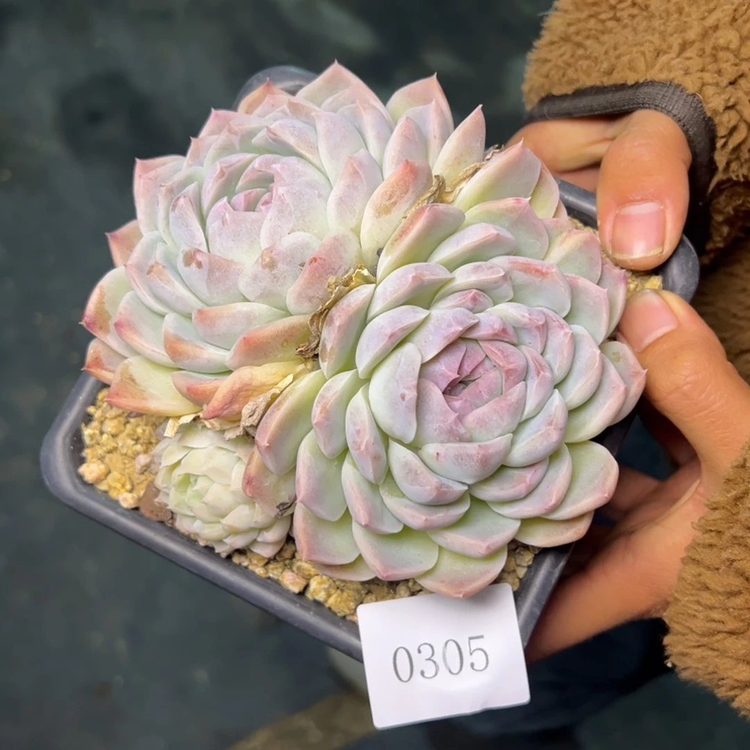 ?*天0305肉多哦多校长多哦哟