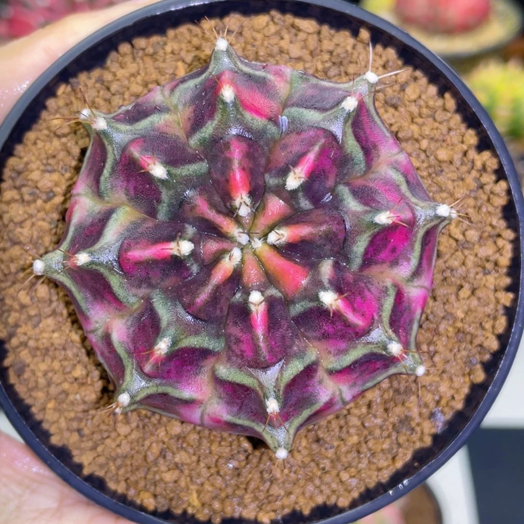 实生 梦想基金 饱满圆润