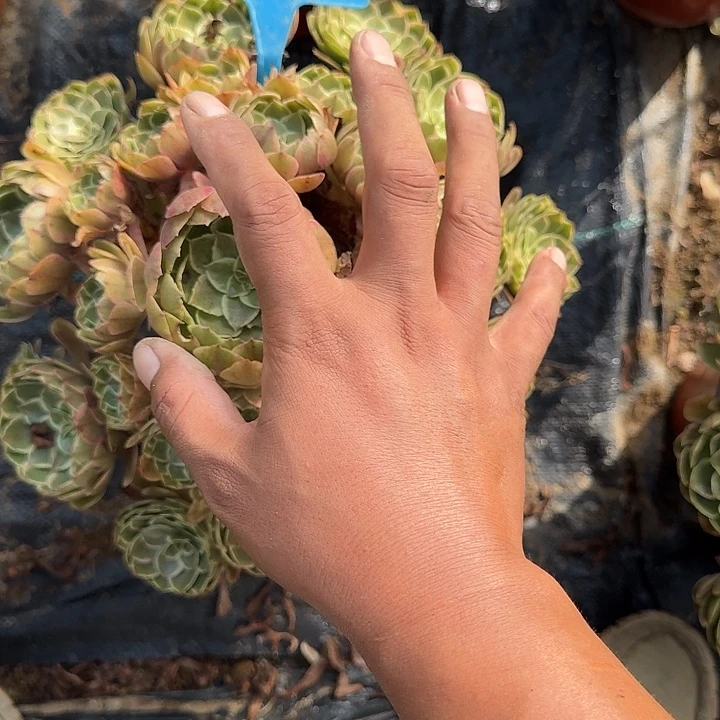 哆***咪697粉花妖哦哦哦哦哦哦哦哦哦