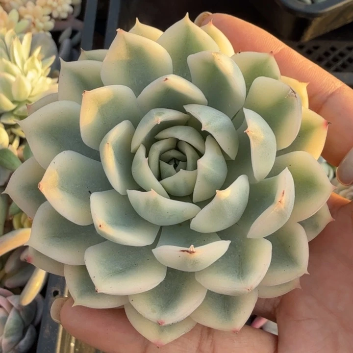 月亮仙子锦腹轮锦模特退单福利