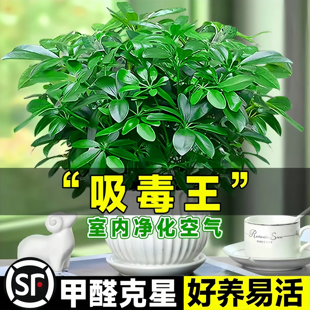 吸除甲醛四季常青八方来财鸭脚木室内阳台桌面绿植盆栽花卉发财树