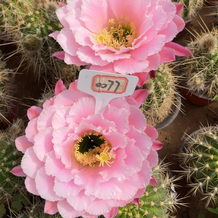 0077。毛花柱六六瑕疵有花苞