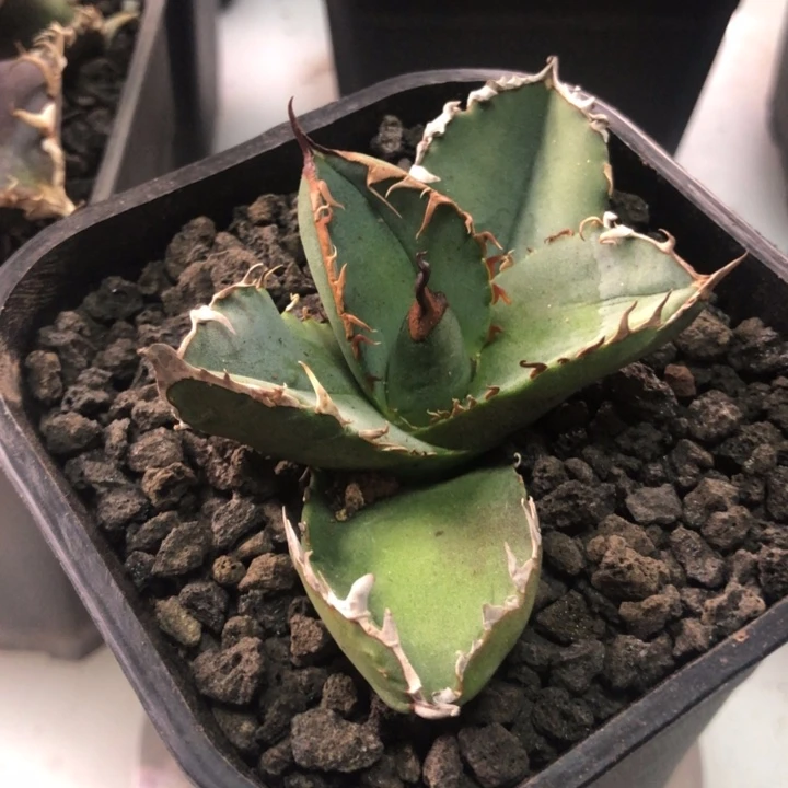 白精灵仁王冠龙舌兰