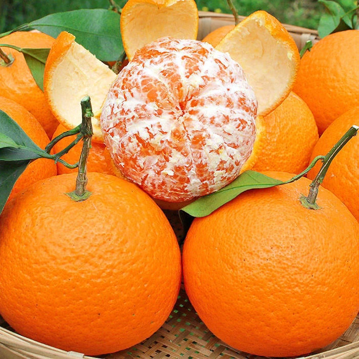 四川青见果冻橙9斤新鲜现摘手剥橙香甜多汁应季晚熟柑橘坏果包赔