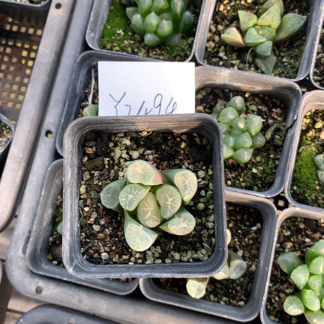 2494。 一颗万象。