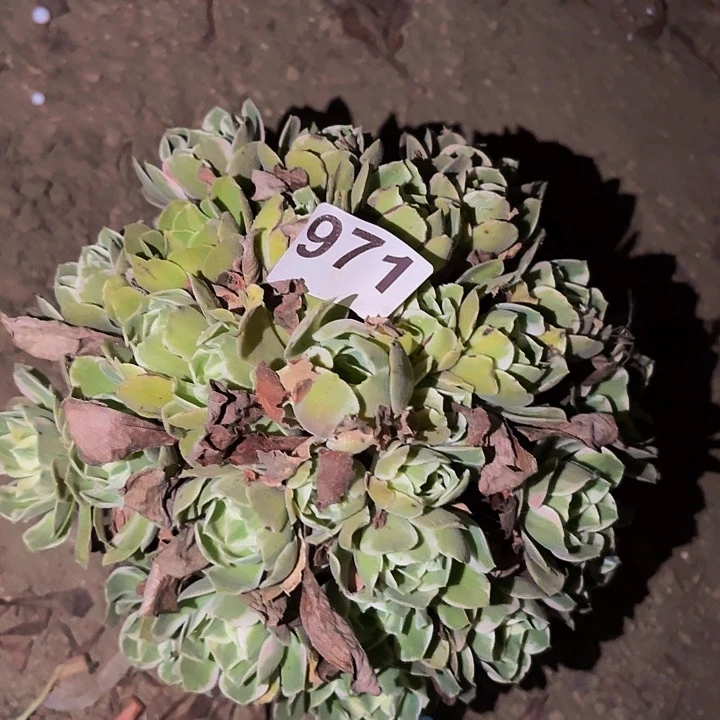 971男神多肉植物不售后