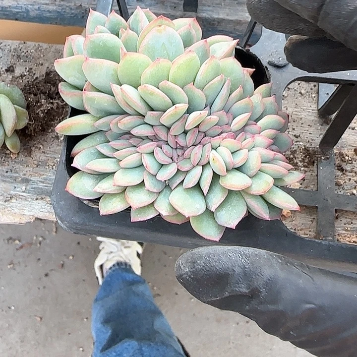 青蛙王子儿童牙膏111