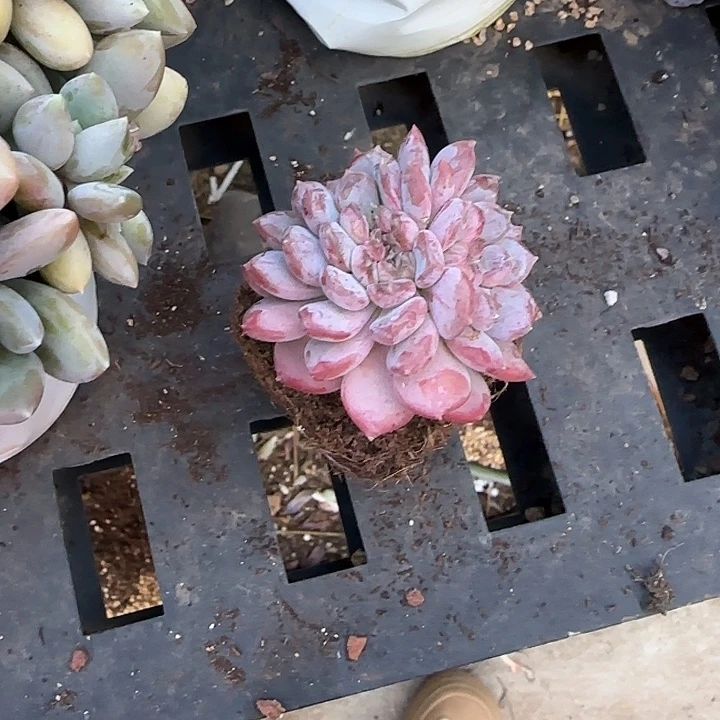 青蛙王子儿童牙膏套装11