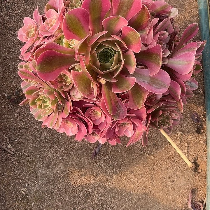 不**续多肉植物香妃锦，