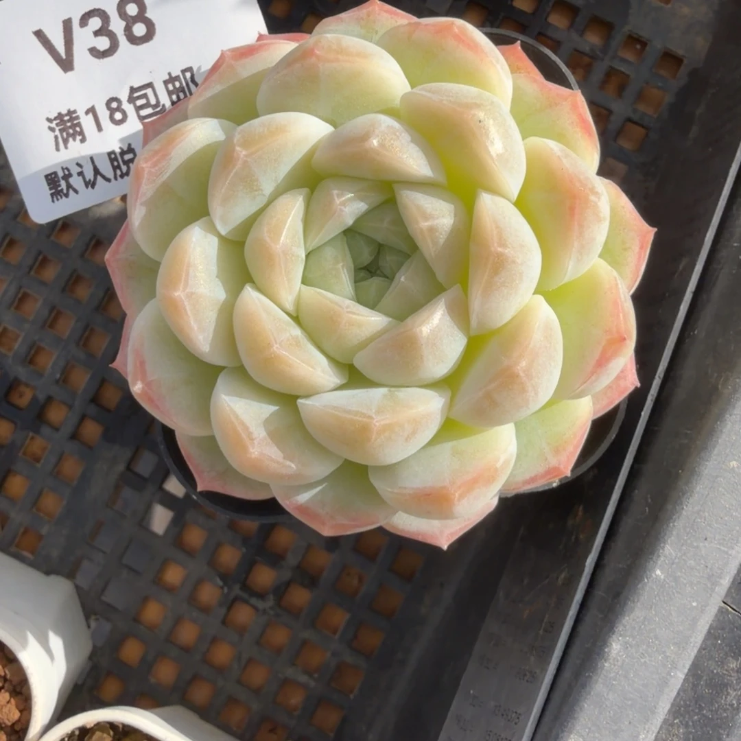 东篱下多肉植物哈哈38