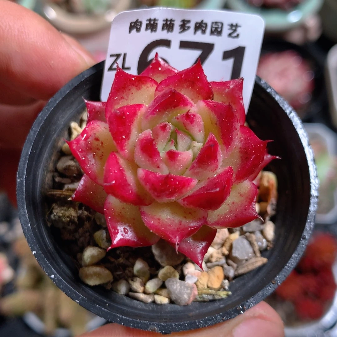5CM拇指盆精控多肉ZL671