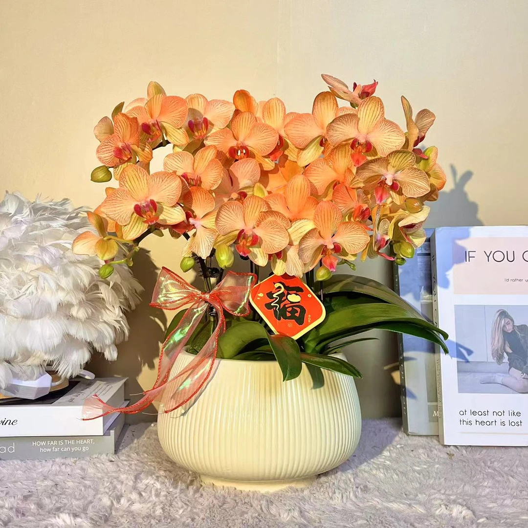 花掌柜  大吉大利 特殊工艺蝴蝶兰金黄色花型 室内精品观赏 真花