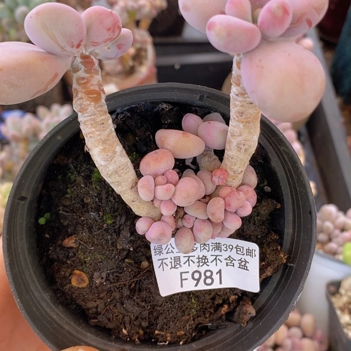 腰子桃蛋老桩981多肉植物