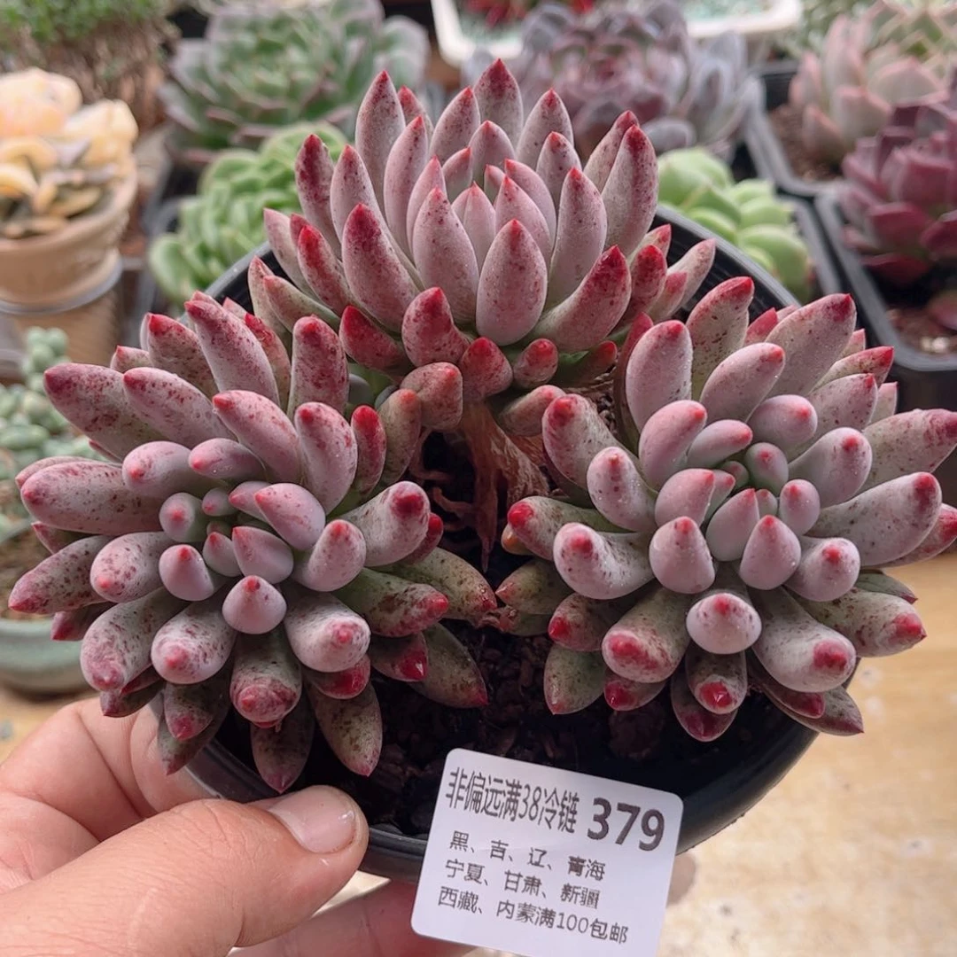 379流沙虞美人德华多肉