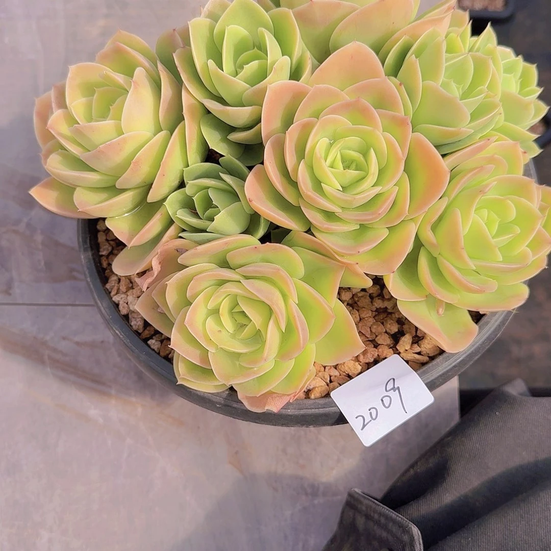 2009星那塔多肉植物