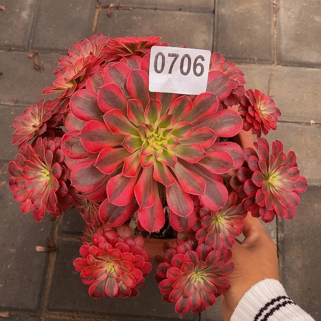 李***李0706黑铜白4444冠服22.3左右