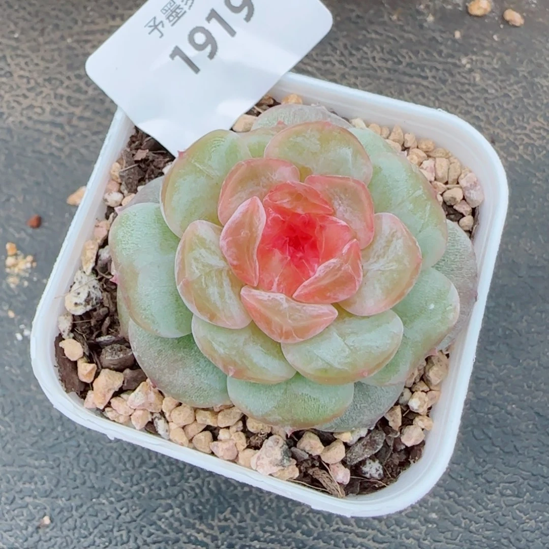 孤品，1919多肉植物