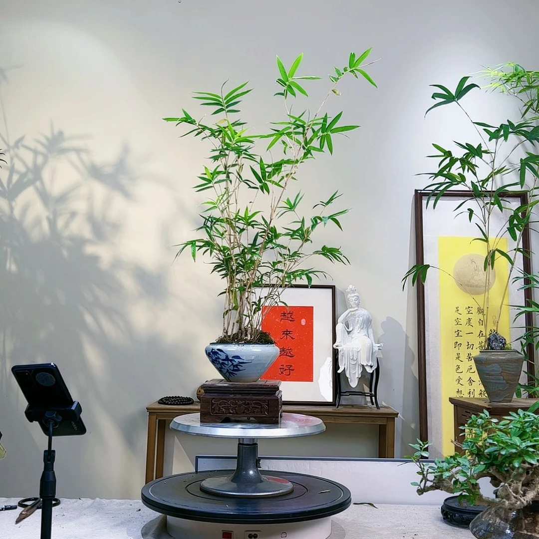 中*老桩精品竹盆景