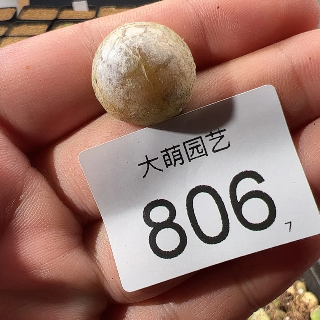 0000806一物一拍……