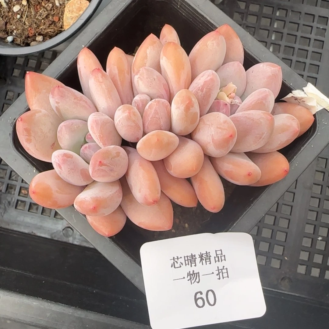 闪购精品多肉60号