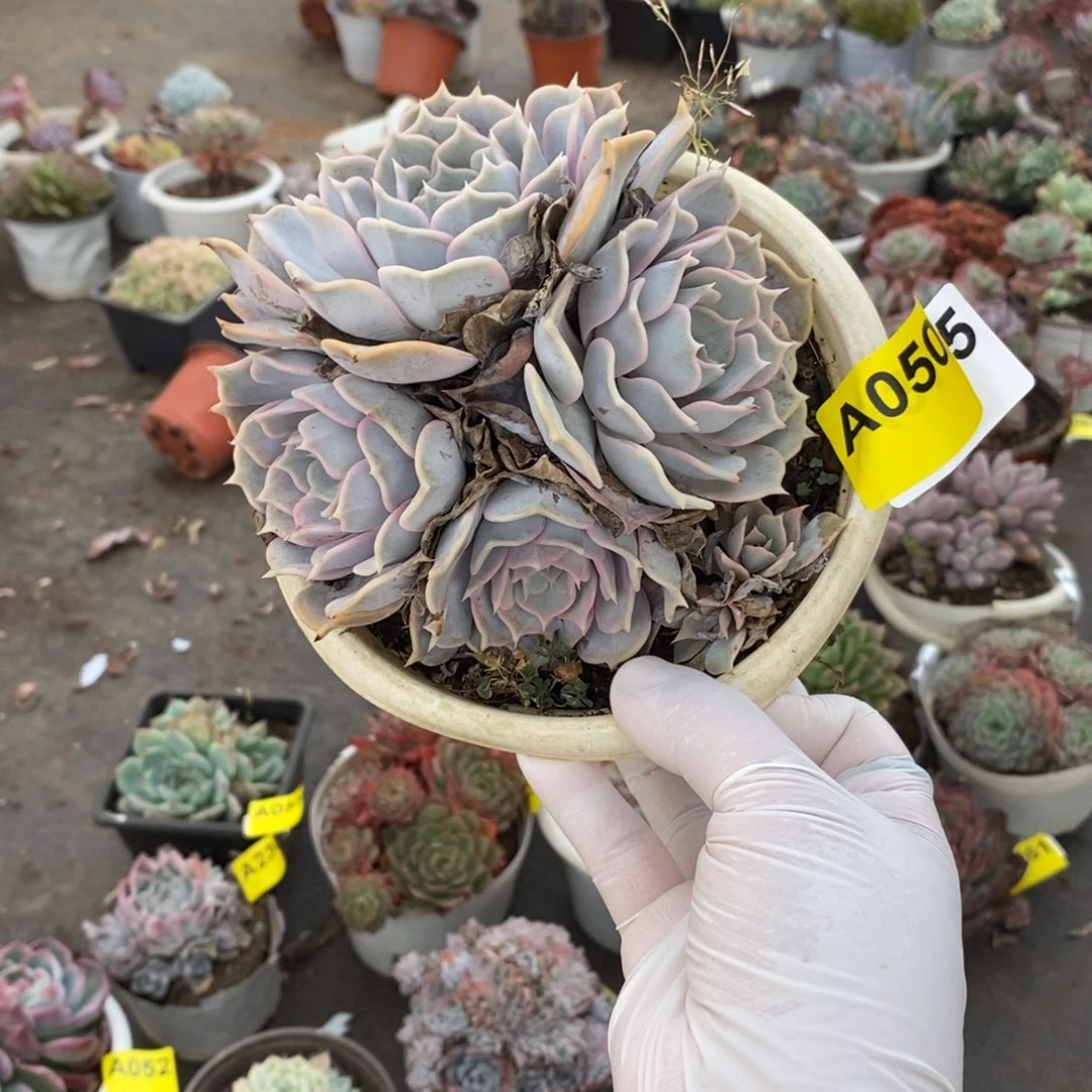 050菲欧娜多头一物一拍